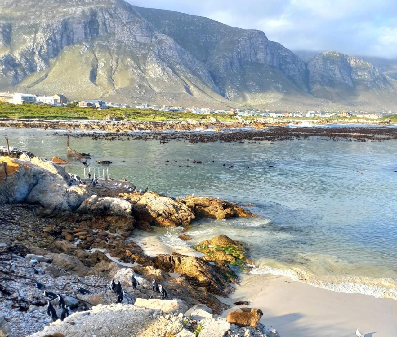 Nivenia Beach House Bettyʼs Bay Kültér fotó